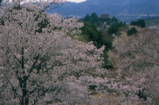 写真提供:一般財団法人 奈良県ビジターズビューロー