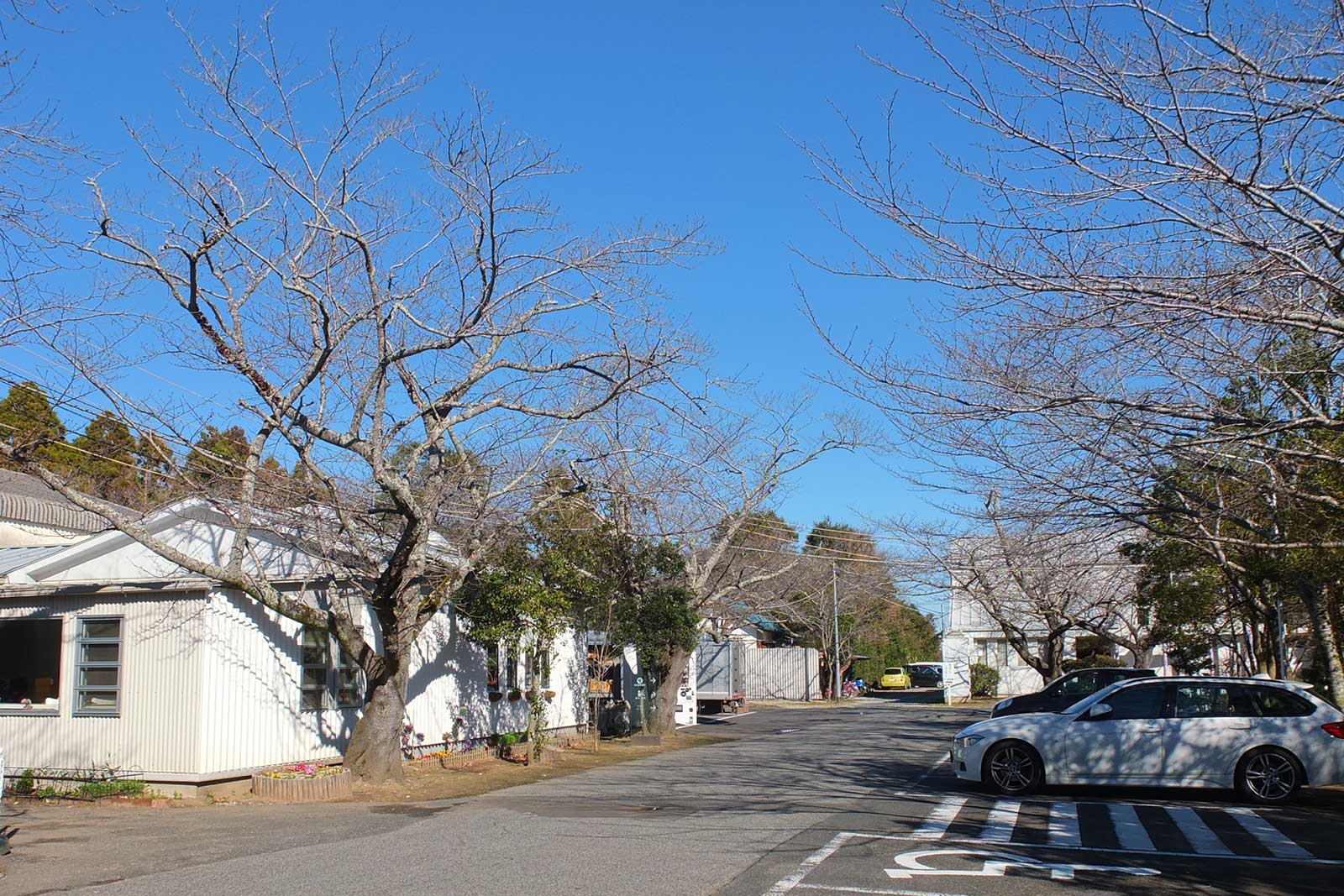 春にはきれいに花を咲かせそうな桜並木。
