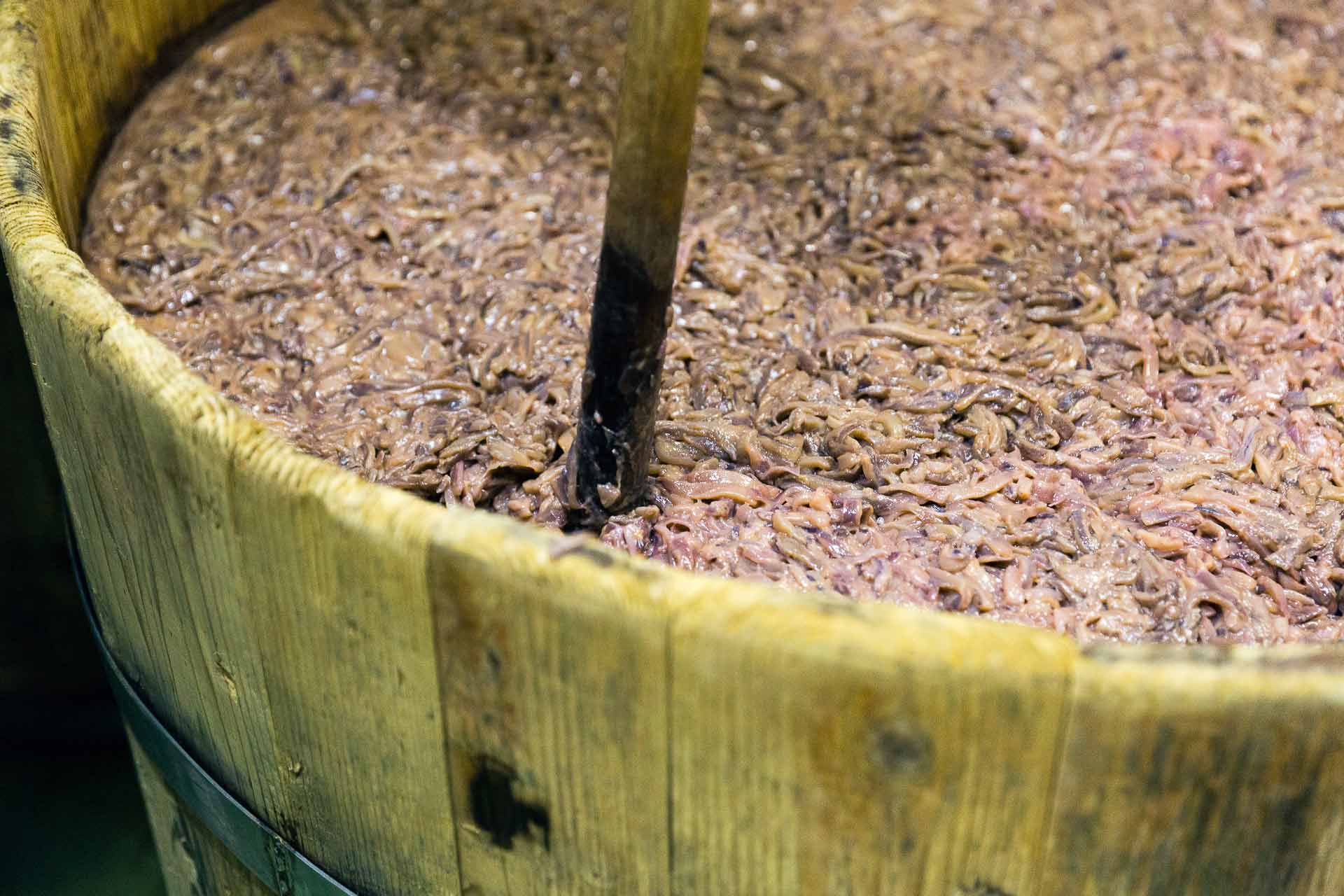  500kgの塩辛が入る木樽1つには、およそ3000匹のイカが入っています