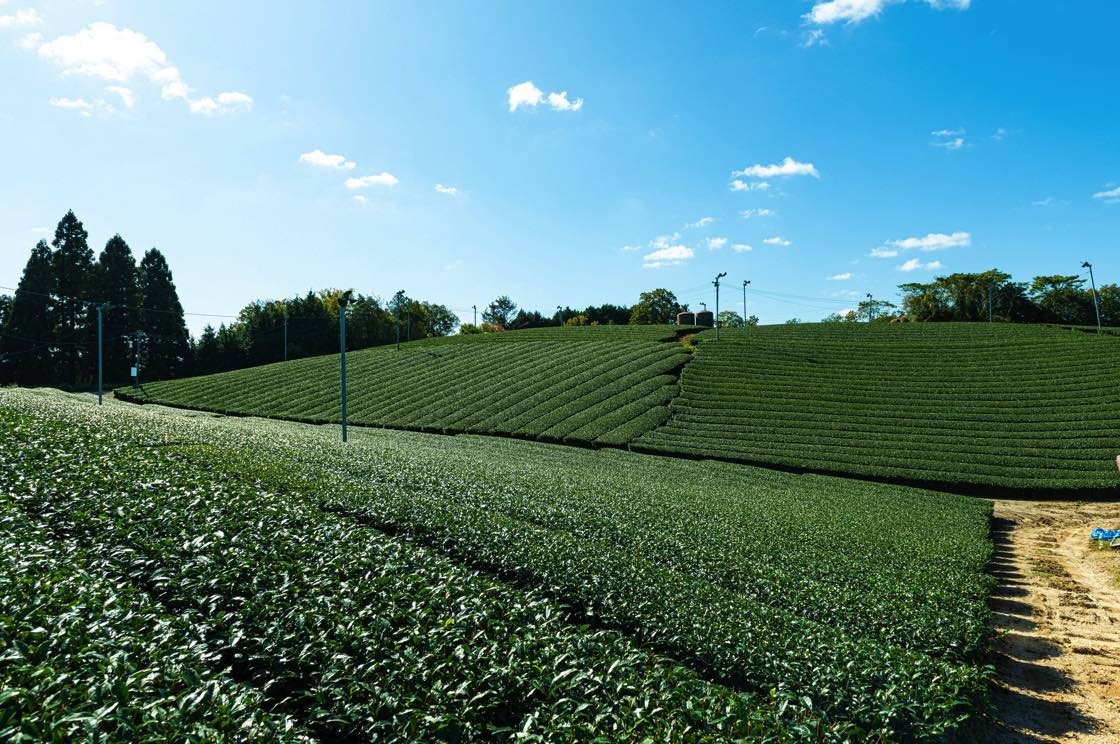 広々とした茶園